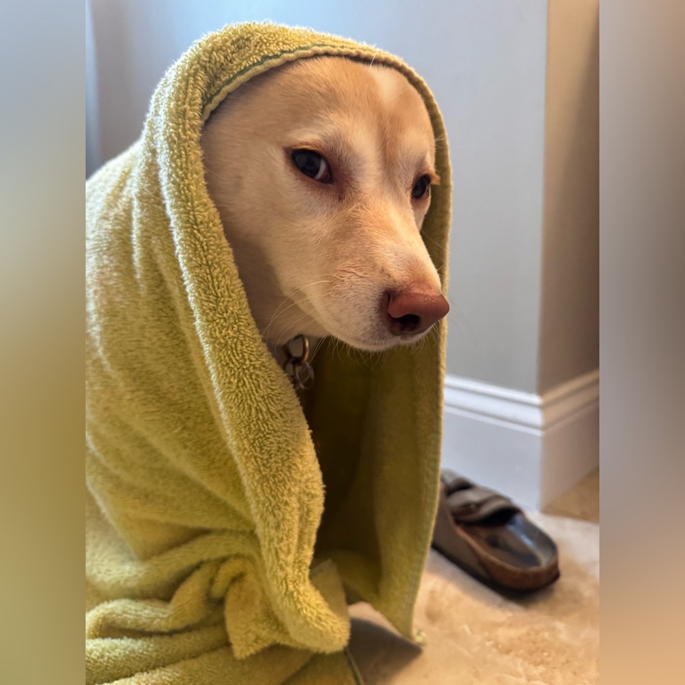 Meet your Posher, Addy